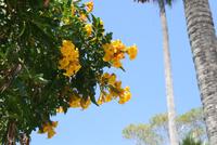 San Anton Garden