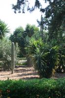 San Anton Garden