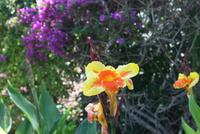 San Anton Garden