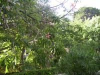 San Anton Garden