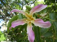 San Anton Garden