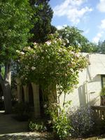 San Anton Garden