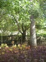 San Anton Garden