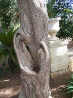San Anton Garden