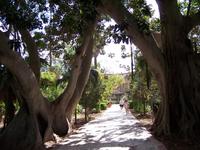 San Anton Garden