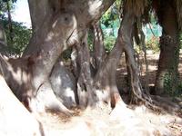 San Anton Garden