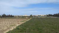 Ta Qali, Weingut Meridiana, Wein- und Käseverkostung