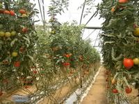 Tomatenbäume
