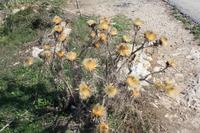 Vegetation Maltas