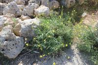Vegetation Maltas