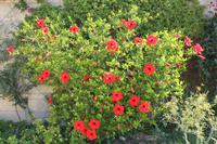 Vegetation Maltas
