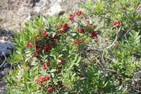 Vegetation Maltas