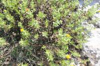 Vegetation Maltas