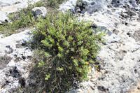 Vegetation Maltas