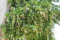 Vegetation Maltas
