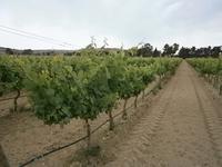 Weinberg