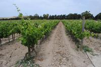 Weingut Meridiana