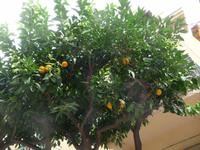 Orangenbäume inmitten der Stadt