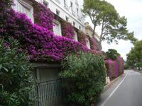 Bougainvillien   -   es geht nicht, ohne ein Foto zu schießen, stimmt's ?