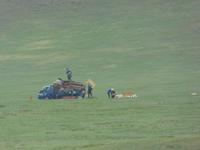 eine Jurte wird aufgebaut