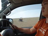 im Hintergrund Schaf auf dem Weg zur Schlachtbank