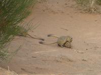 Aktivitäten im Saxaulwald