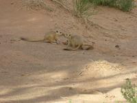 Aktivitäten im Saxaulwald