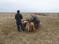 zu Gast bei einer Nomadenfamilie