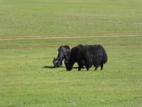 Yaks