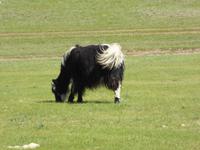 Yaks