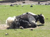 Yaks