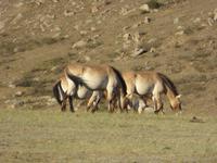 Przewalski Pferde