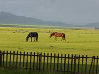 Grasen in der Abenddämmerung.