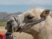 Kamel.