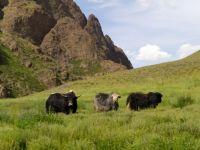 Yaks in der Geierschlucht - Yolyn Am