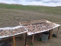 auf dem Weg zur Chongor–Sanddüne: Stand eines Mineralienhändlers