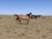 Pferde auf der freien Bahn: Wüste Gobi