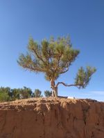 Wüste Gobi: Besichtigung des Saxaul–Waldes