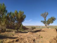 Wüste Gobi: Besichtigung des Saxaul–Waldes