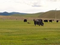 Begegnungen mit Yaks - mongolische Steppenlandschaft 