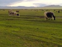 Begegnungen mit Yaks - mongolische Steppenlandschaft 