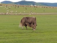 Begegnungen mit Yaks - mongolische Steppenlandschaft 