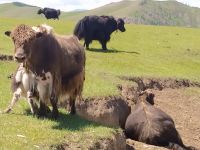 Begegnungen mit Yaks - mongolische Steppenlandschaft 