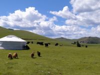 Begegnungen mit Yaks - mongolische Steppenlandschaft 