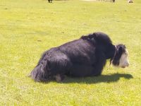 Begegnungen mit Yaks - mongolische Steppenlandschaft 