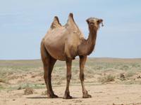 Tag 5 - Kamel