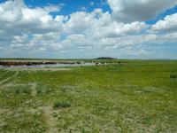 Tag 3 - zw. 200 und 330 Pferde