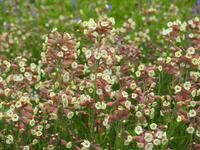 Tag 4 - Das Land der kleinen Steine