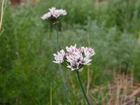 Tag 4 - Das Land der kleinen Steine