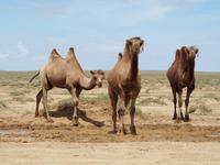 Tag 5 - Kamelherde